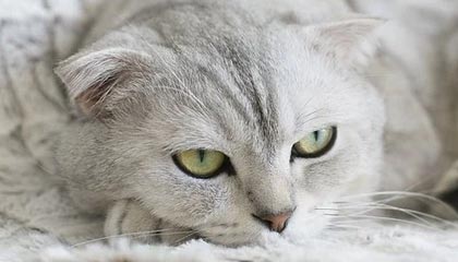 九游体育-【夜读】苏牙未能离开，要培养个爱好了？